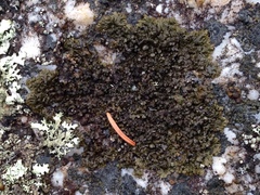 Montanelia sorediata