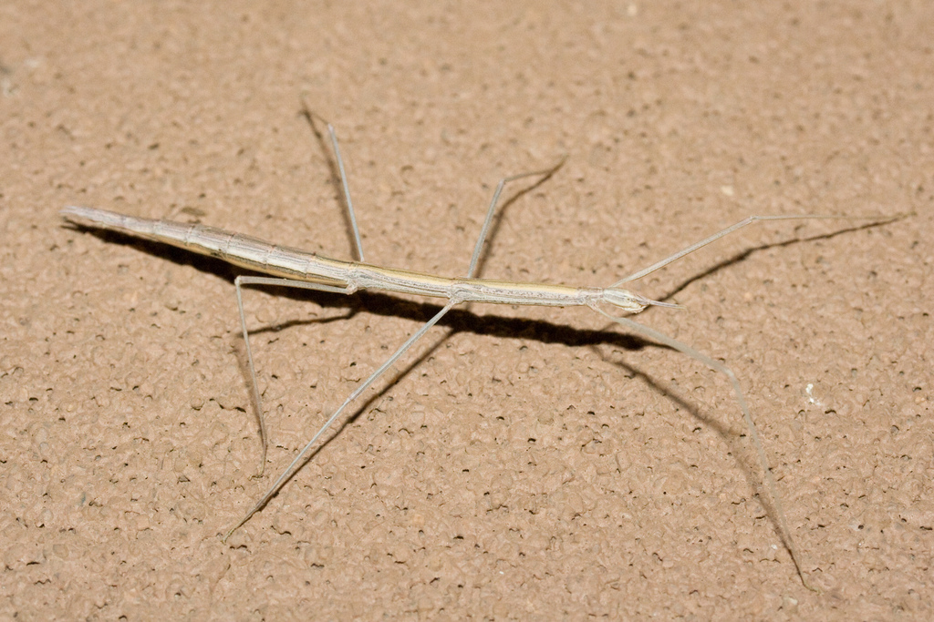 Colorado Short-Horned Walkingstick