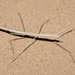 Colorado Short-horn Walkingstick - Photo (c) Ken-ichi Ueda, some rights reserved (CC BY), uploaded by Ken-ichi Ueda