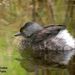 Least Grebe - Photo (c) Len Blumin, some rights reserved (CC BY-NC-ND)