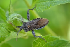 Piezogaster indecorus