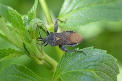 Piezogaster indecorus