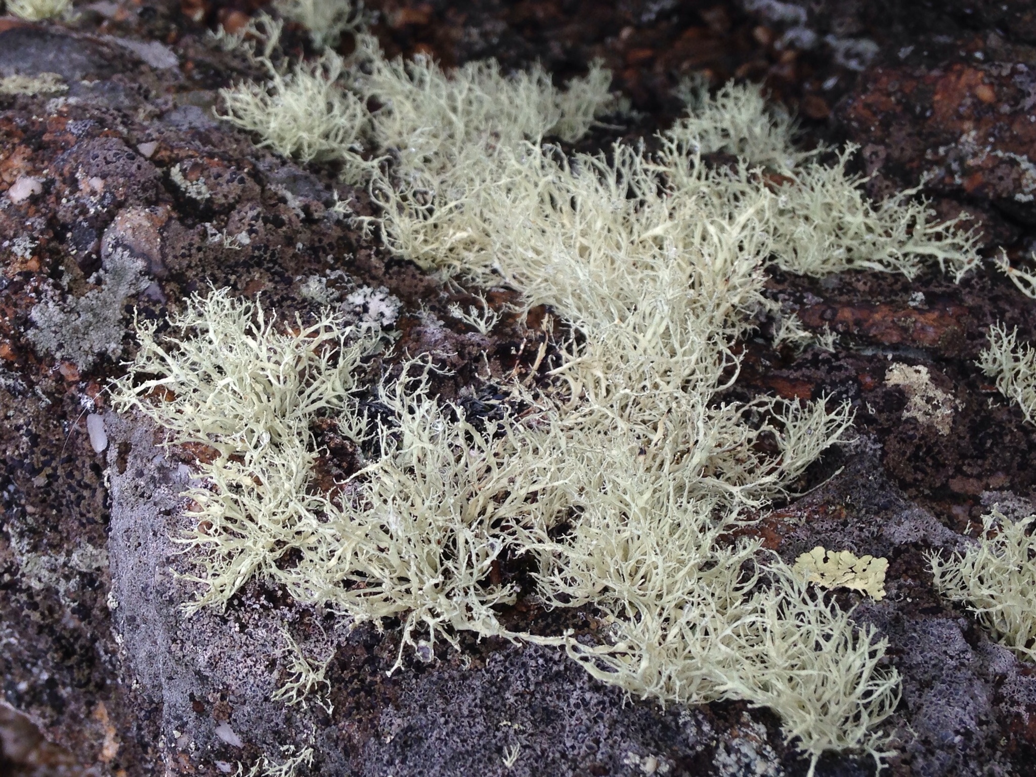 Ramalina intermedia image