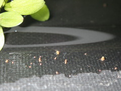 Sminthurides aquaticus