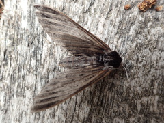 Sphinx poecila