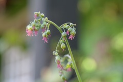 Thalictrum guatemalense
