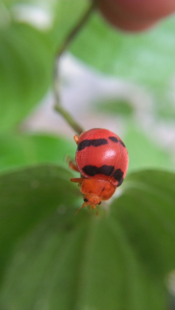 Uniparodentata decipiens