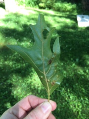 Melikaiella ostensackeni