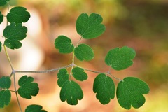 Thalictrum guatemalense