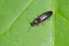 Limonius basilaris
