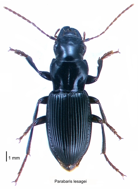 Parabaris lesagei