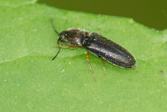 Limonius basilaris