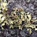 Yellow Ribbon Lichen - Photo (c) Tomás Curtis, some rights reserved (CC BY-NC), uploaded by Tomás Curtis