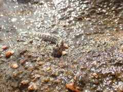 Istiblennius