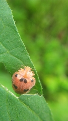 Henosepilachna enneasticta