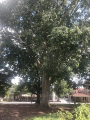 Quercus michauxii