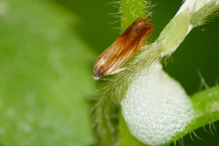 Eucosma umbrastriana