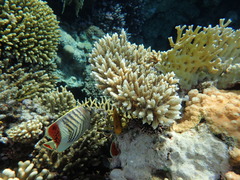 Chaetodon paucifasciatus