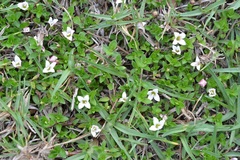 Arcytophyllum serpyllaceum