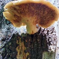 Cerioporus squamosus