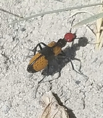 Tegrodera latecincta