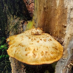 Cerioporus squamosus