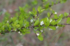 Randia chiapensis
