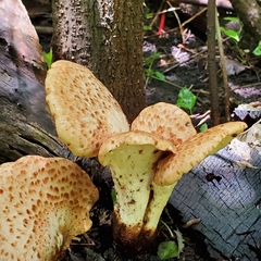 Cerioporus squamosus