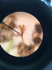 Spongomonas splendida