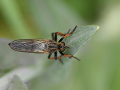 Pamponerus germanicus