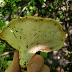 Cerioporus squamosus