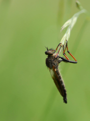 Pamponerus germanicus