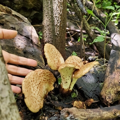 Cerioporus squamosus