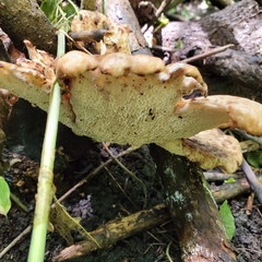 Cerioporus squamosus