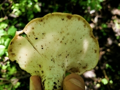 Cerioporus squamosus