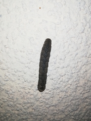 Noctuidae