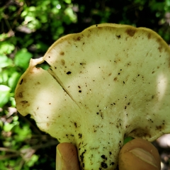 Cerioporus squamosus