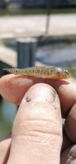 Gobius ophiocephalus