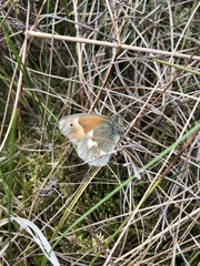 Coenonympha tullia