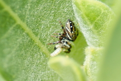 Phidippus clarus
