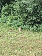 Sylvilagus floridanus