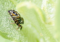 Phidippus clarus