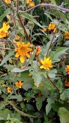 Simsia amplexicaulis