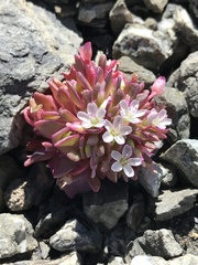 Claytonia saxosa