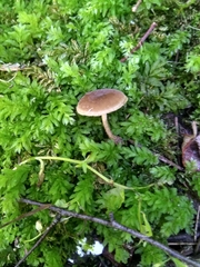 Simocybe sumptuosa