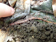 Dendrobaena veneta