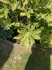 Fatsia