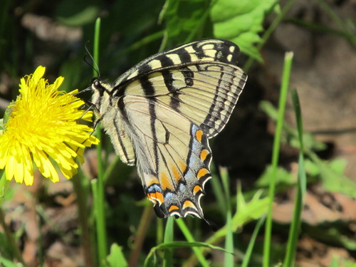 Canadian Tiger Swallowtail, photo 7 of 10