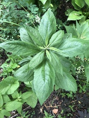 Lysimachia vulgaris