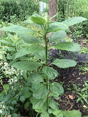 Lysimachia vulgaris